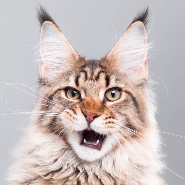 Grey Maine coon cat