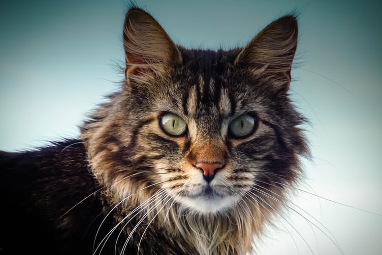 The Maine coon