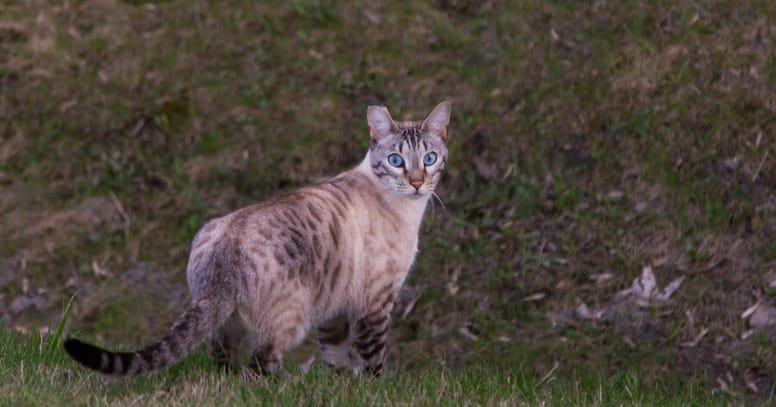 ojos azules cat in grass