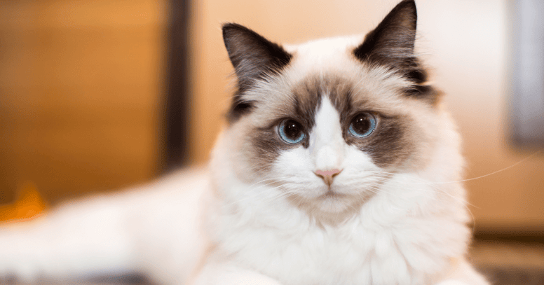 ragdoll cat