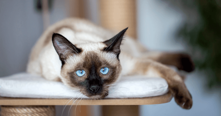 siamese cat lying down