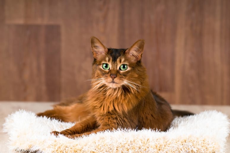 Somali cat