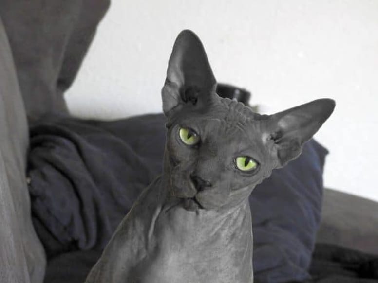 The Sphynx