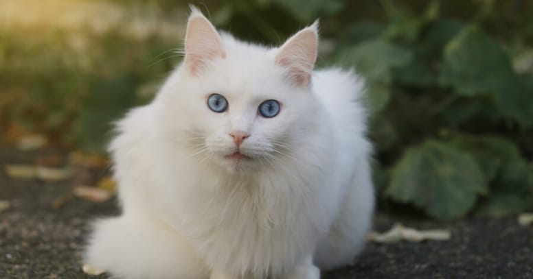 turkish angora with blue eyes