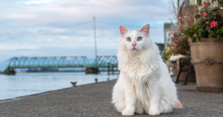 turkish van standing in front of river