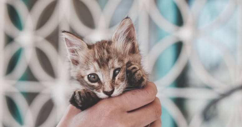 Little kitten in owner's hand