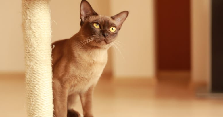 The Burmese cat