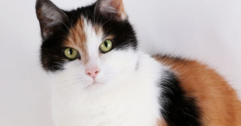 Calico cat face