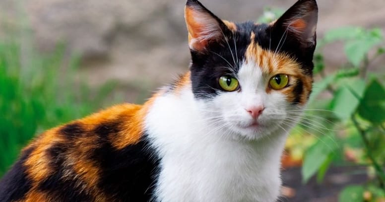 A Calico Domestic Shorthair Cat With Green Eyes Stock, 51% OFF