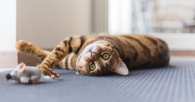 cat lying next to mouse toy