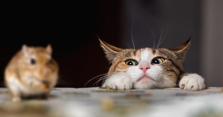 Cat's head on top of a table with a mouse