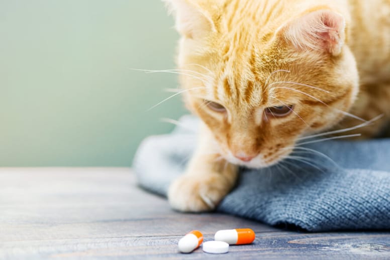 Cat with a pill