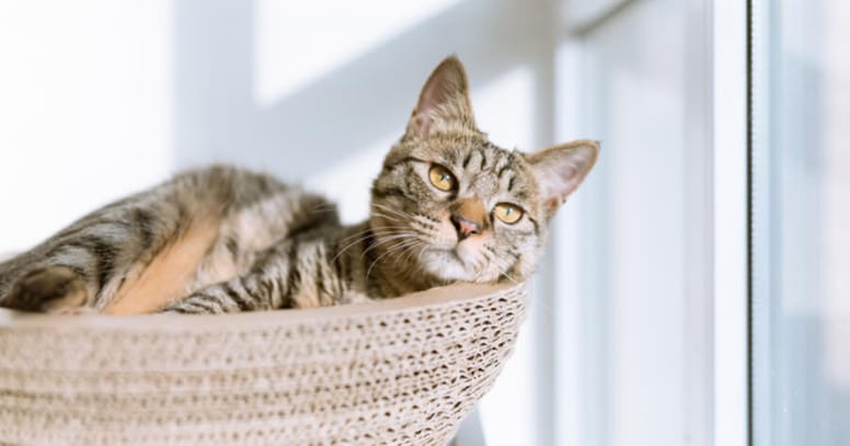 Cat looking at the window