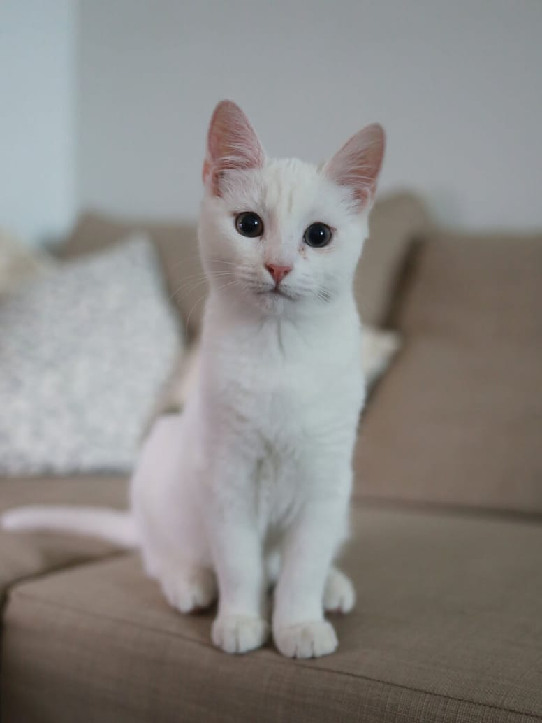 White cat sitting 