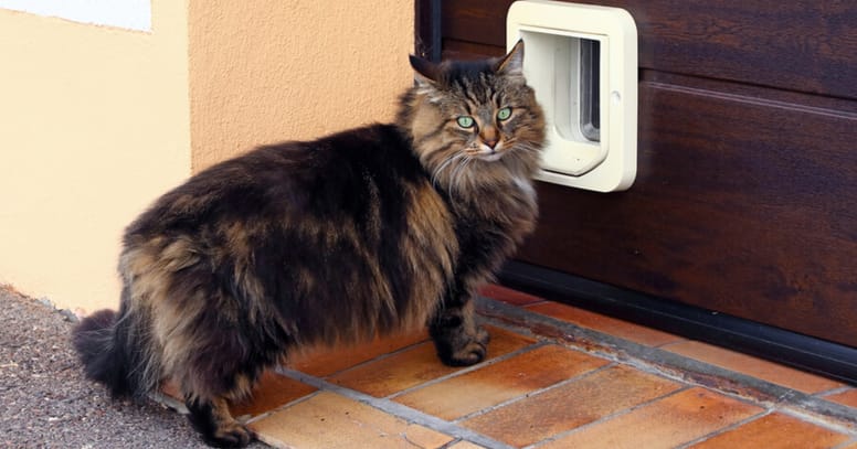 Norvegian cat in front of a cat flap