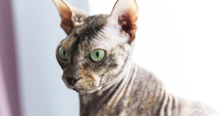 The Donskoy cat hairless