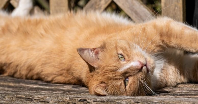 Ginger cat in sun showing third eyelid