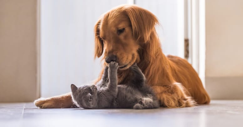 Cat playing with a dog