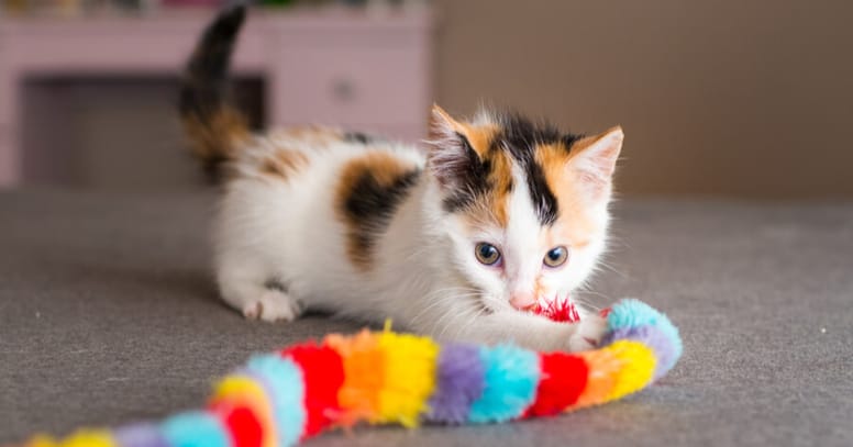 White kitten playing with a toy