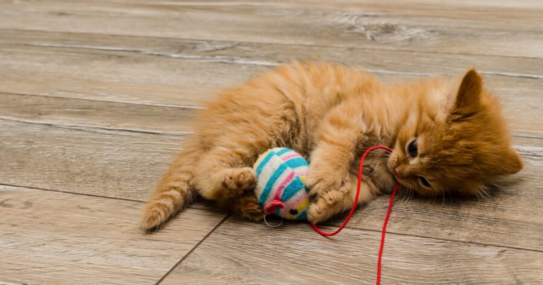 Ginger kitten playing with string