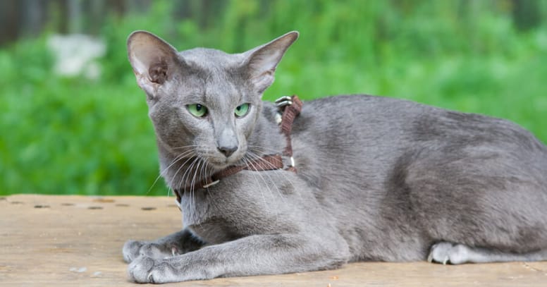 The Oriental shorthair cat