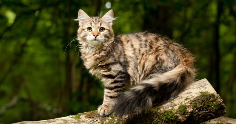 The Siberian cat