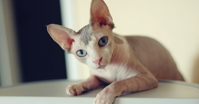 Sphynx 