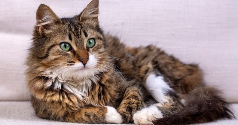 Tabby Maine Coon cat