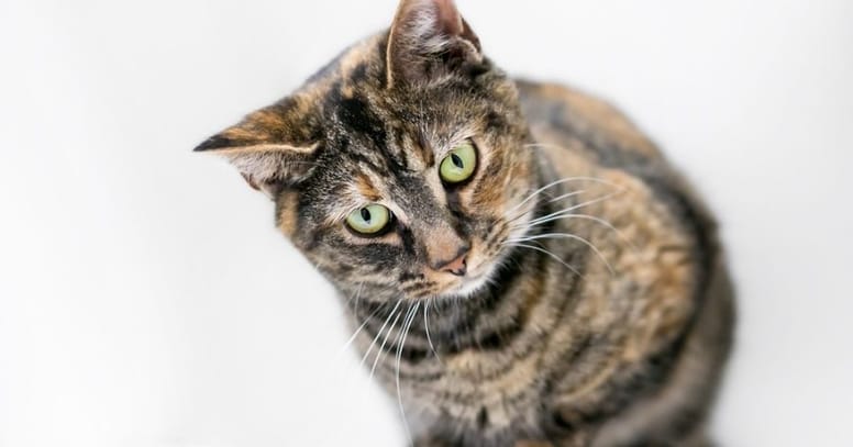 Torbie cat