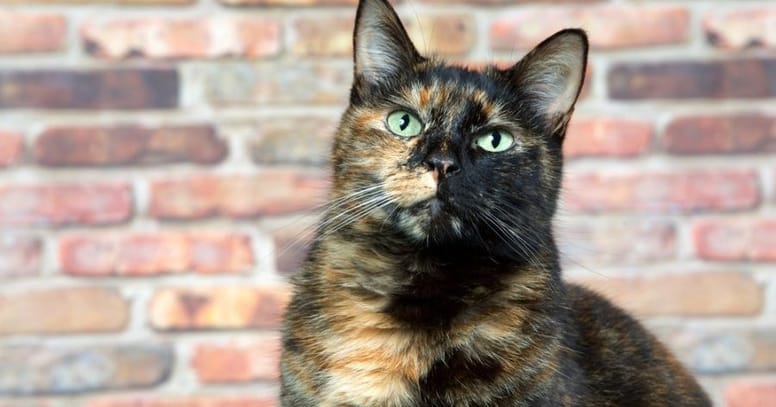 The tortoiseshell cat