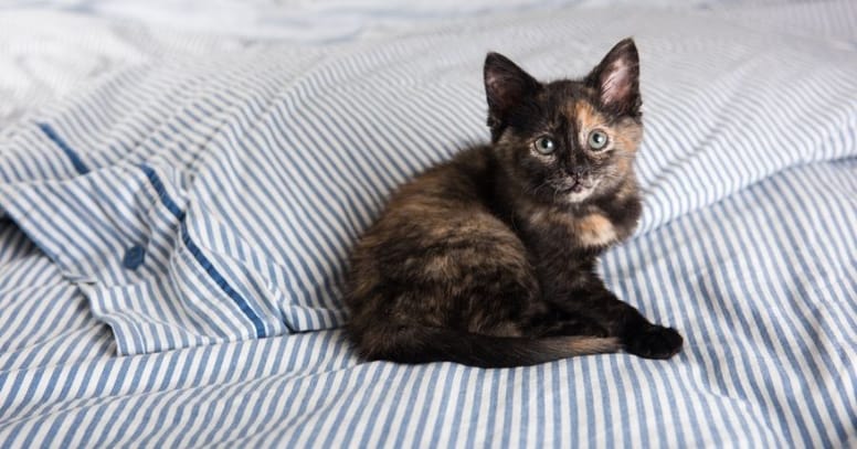 Tortoiseshell kitten on bed