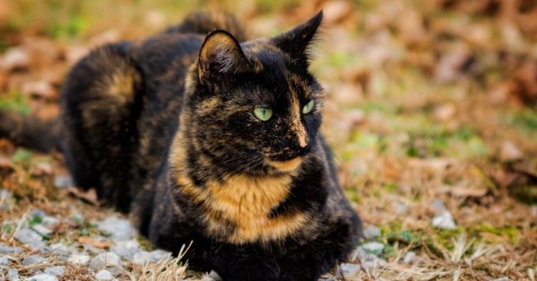 Tortoiseshell cat