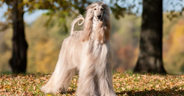 perro galgo afgano