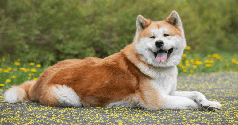 akita inu sul prato fiorito