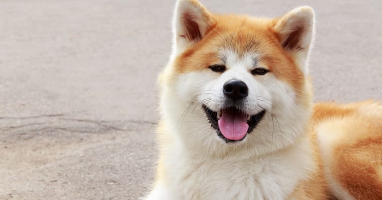 The Akita dog 