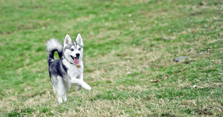 alaskan klee kai corre sul prato