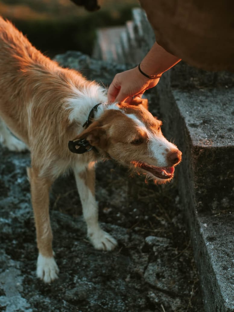 Person's hand touching an angry dog