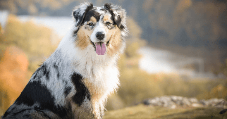 blue merle australian shepherd