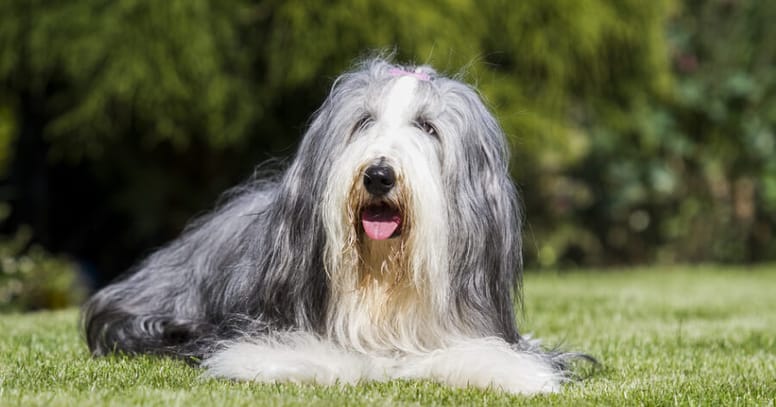 collie barbudo en el pasto