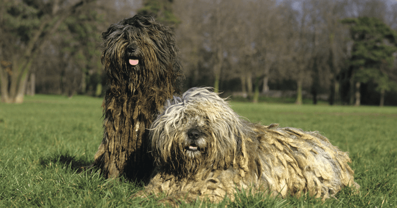 two bergamasco shepherds on grass