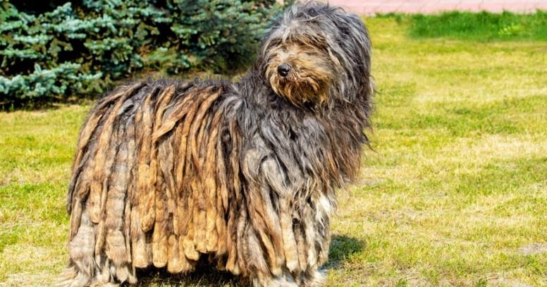 Bergamasco sheepdog 