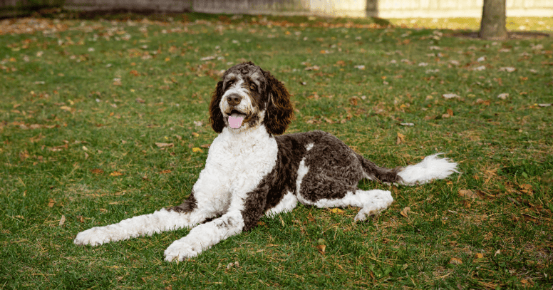 Bernedoodle pose dans l'herbe