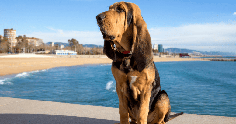 bloodhound standing in front of water