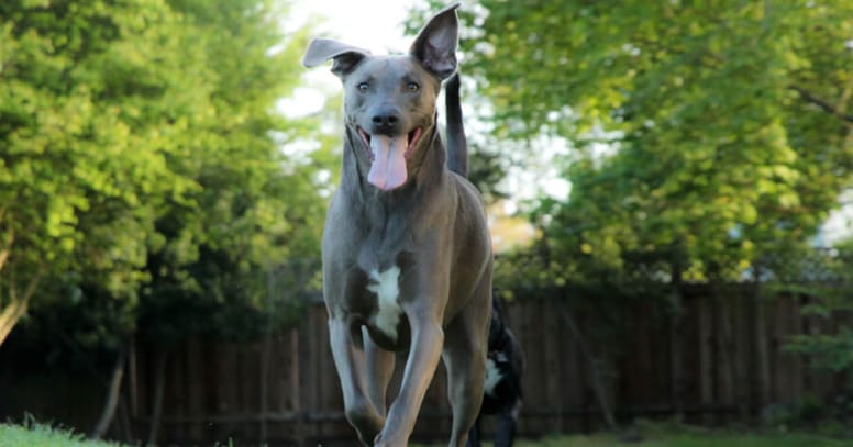 The Blue Lacy dog