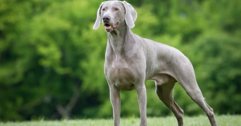 weimaraner standing