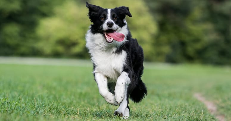 border collie running in grass with tongue out