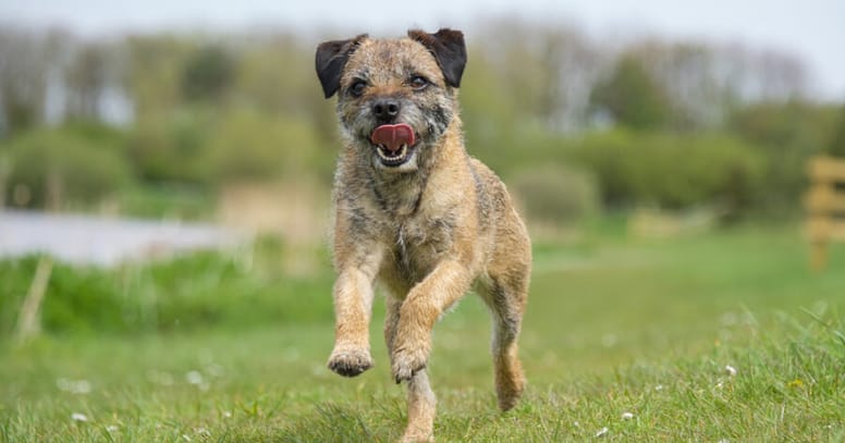 Border Terrier Dog and Fox Ladies Sweater