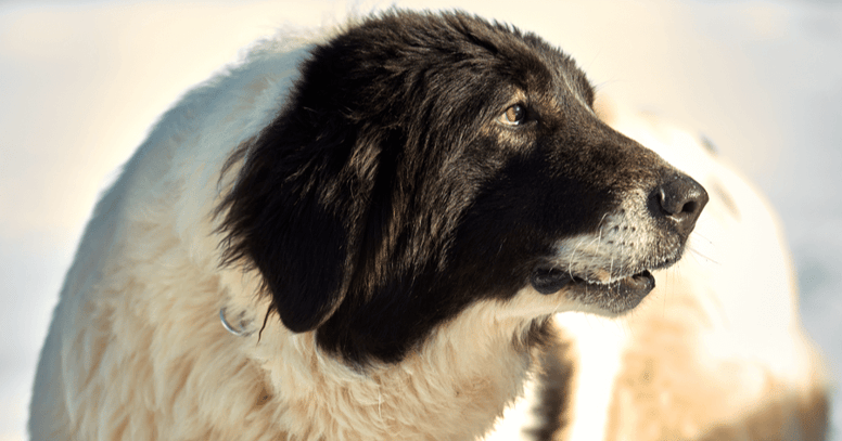 black and white bucovina shepherd dog barking