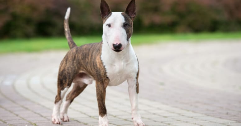 brindle bull terrier