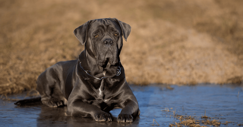 Cane corso lying down